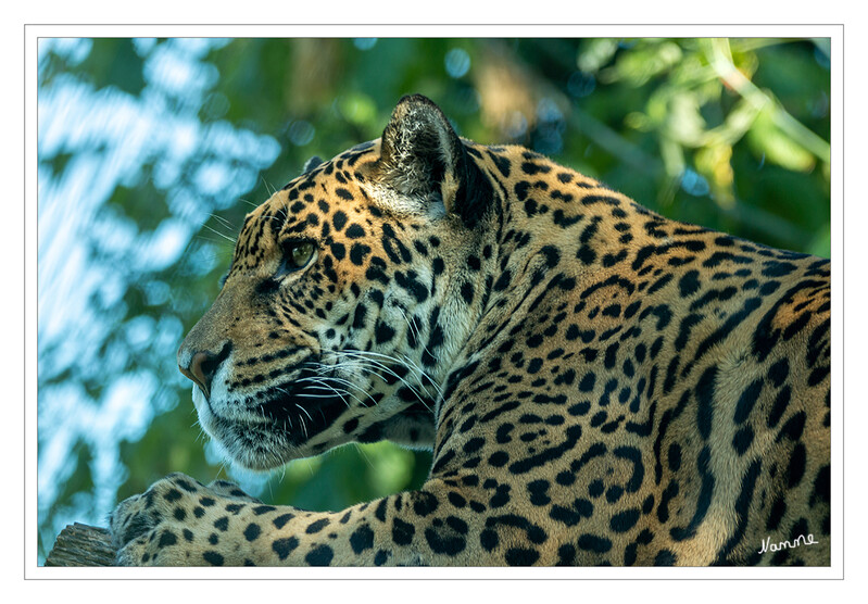 Ich passe auf
Zoo Krefeld - Jaguar
Der Name Jaguar leitet sich von dem Wort „yaguar“ ab, das bedeutet, „der, der im Fliegen jagt“.

