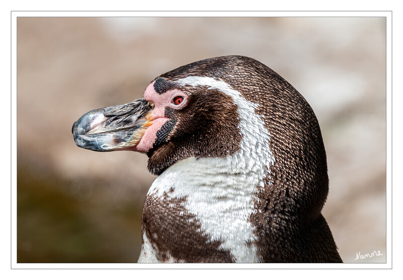 Nah heran
Zoo Krefeld - Humboldtpinguine
Eine Unterscheidung zwischen den einzelnen Arten der Gattung Spheniscus ist anhand der unterschiedlichen Gesichtszeichnungen und Kehlbänder leicht möglich. So ähnelt die schwarz-weiße Zeichnung des Humboldtpinguins der des ebenfalls in Südamerika beheimateten Magellanpinguins, weist jedoch einige deutliche Unterschiede auf. Dem Humboldtpinguin fehlt das schwarze Band, welches beim Magellanpinguin quer über den Hals läuft, dafür ist der u-förmige Bruststreifen etwas breiter. Im Bereich um den Schnabel hat der Humboldtpinguin keine Federn. Die rosarote Färbung dieser Partien erstreckt sich bis zu den Augen. Die Füße des Humboldtpinguins sind schwarz, die Schwimmhäute oft weiß gefleckt.  laut Wikipedia
Schlüsselwörter: Zoo Krefeld; Pinguine