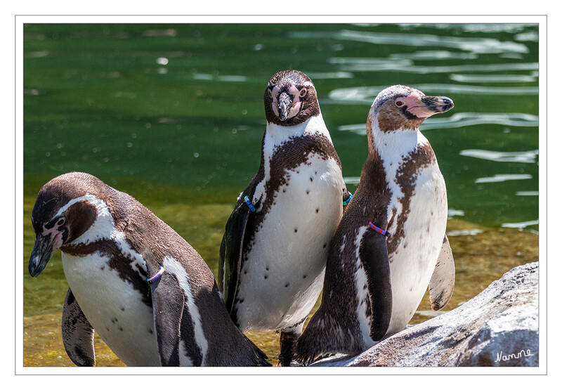 Drei
Zoo Krefeld - Humboldtpinguine
Sie leben an den Pazifikküsten in Peru und Nordchile und auf den dort vorgelagerten Inseln entlang einer 4500 km langen Küstenlinie zwischen dem 5. und 42. südlichen Breitengrad. Dieses Gebiet ist vor allem vom nordwärts strömenden, kalten Humboldtstrom und von den auftretenden El-Niño-Erscheinungen beeinflusst. laut Wikipedia
Schlüsselwörter: Zoo Krefeld; Pinguine
