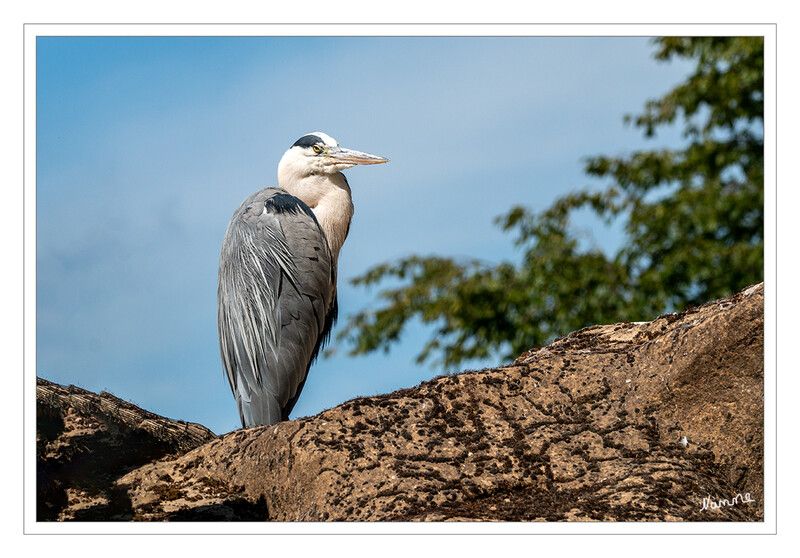 In Warteposition
Der Graureiher ist unser zweitgrößter einheimischer Vogel nach dem Storch. Seinen Namen hat er von der Farbe seines Gefieders - obwohl nicht alle Graureiher grau sind! laut kindernetz
Schlüsselwörter: Reiher;