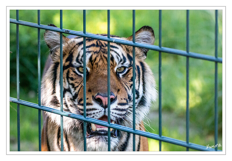 24 - Hinter Gittern
Zoo Krefeld
2020
Schlüsselwörter: Zoo Krefeld; Sumatra Tiger