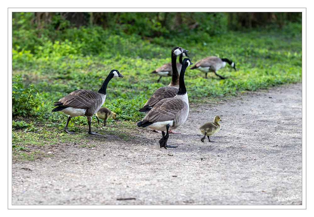 Familienausflug
Der Lebensraum der Kanadagans erstreckt sich von allen Gewässertypen, Flussmündungen, feuchten Grünflächen, Wiesen und Parks bis hin zu Sumpfland. Ursprünglich aus Nordamerika stammend ist sie bei uns heute heimisch. laut Nabu
Schlüsselwörter: Kanadagans;