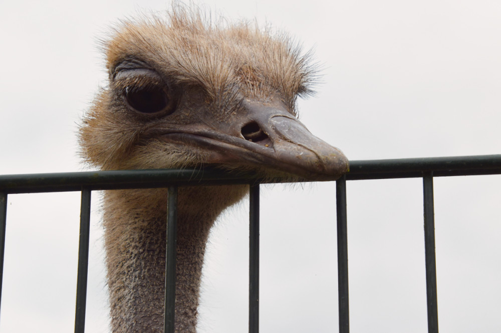 Tiergarten Kleve - Afrikanischer Blauhalsstrauß
Karl-Heinz
Schlüsselwörter: 2025