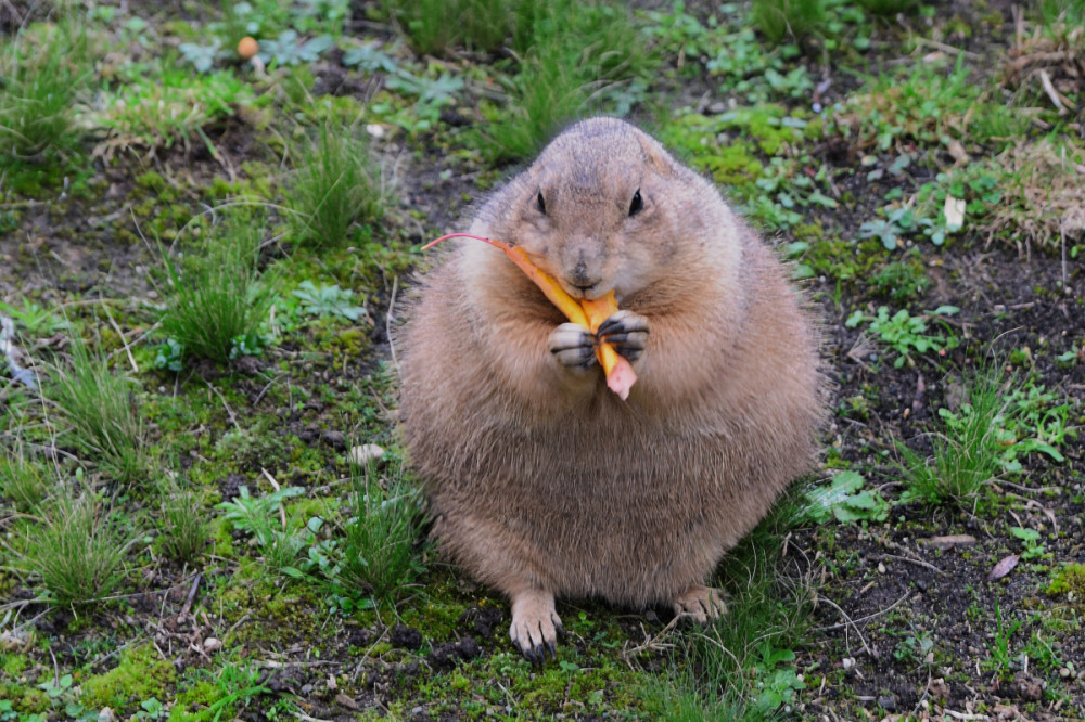 Tiergarten Kleve - Schwarzschwanz Päriehund
Karl-Heinz
Schlüsselwörter: 2025