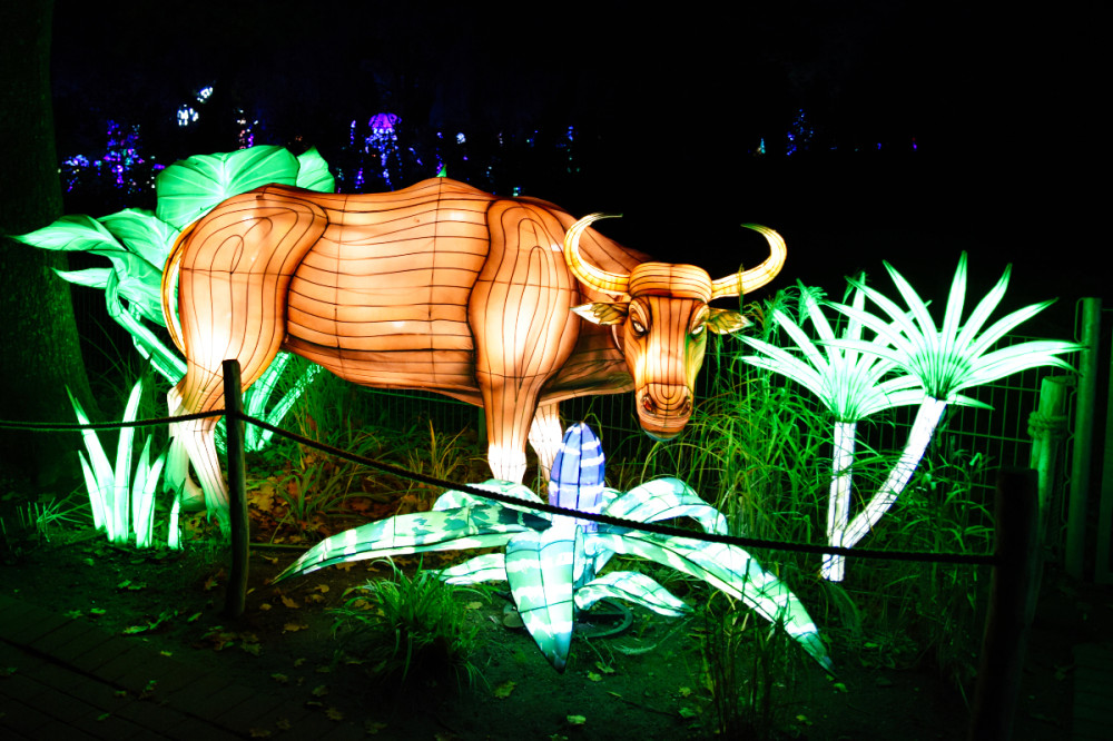 China Lights - Ochse
Karl-Heinz
Schlüsselwörter: 2025