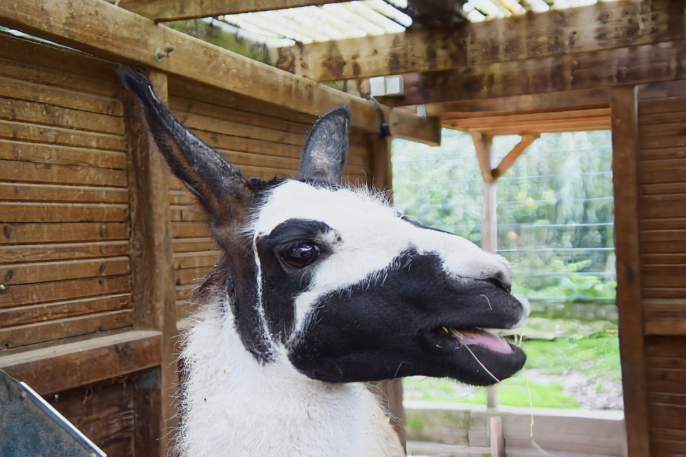 Tiergarten Kleve - Lama
Karl-Heinz
Schlüsselwörter: 2025