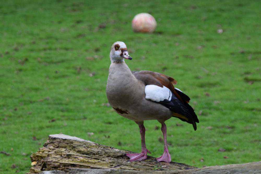 Tiergarten Kleve - Nilgans
Karl-Heinz
Schlüsselwörter: 2025
