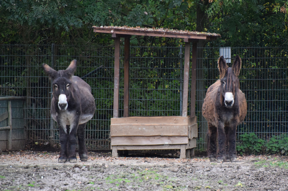 Tiergarten Kleve - Poitou-Esel
Karl-Heinz
Schlüsselwörter: 2025