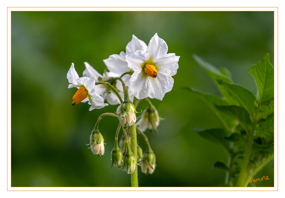 Kleine Schönheit
Kartoffelpflanzen bilden Blütenanlagen, aus denen sich die Früchte entwickeln. Das sind nicht die Knollen, sondern oberirdische, kleine, grüne, kirschgroße und giftige Beeren, die die Samen enthalten. laut plantopedia
Schlüsselwörter: Kartoffen