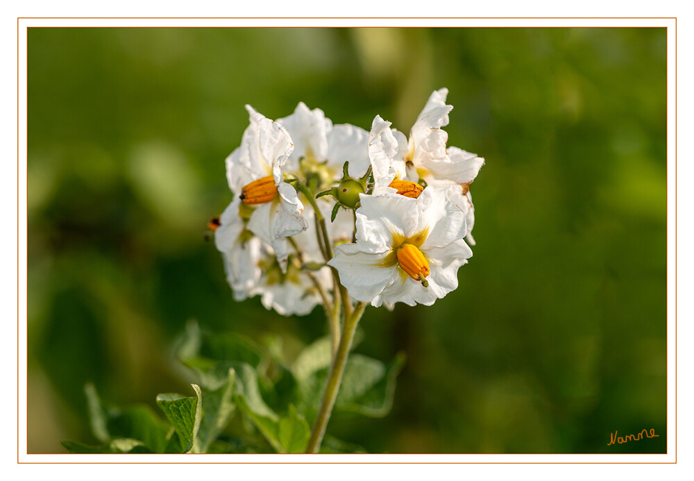 Kartoffelblüte
Kartoffelpflanzen bilden Blütenanlagen, aus denen sich die Früchte entwickeln. Das sind nicht die Knollen, sondern oberirdische, kleine, grüne, kirschgroße und giftige Beeren, die die Samen enthalten. Die Kartoffelblüte liegt sortenabhängig zwischen Juni und September.
