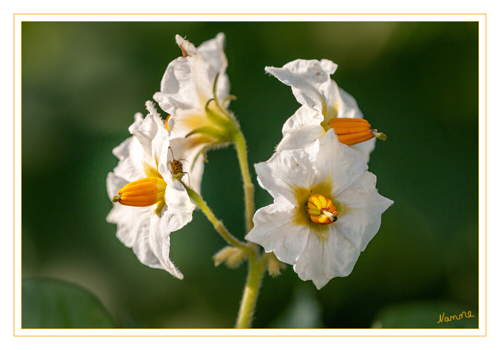 Kartoffelblüte
Kartoffelpflanzen bilden Blütenanlagen, aus denen sich die Früchte entwickeln. Das sind nicht die Knollen, sondern oberirdische, kleine, grüne, kirschgroße und giftige Beeren, die die Samen enthalten. Die Kartoffelblüte liegt sortenabhängig zwischen Juni und September.
