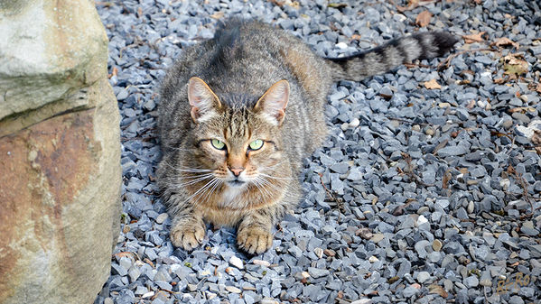 Auf der Lauer
Schlüsselwörter: Katze