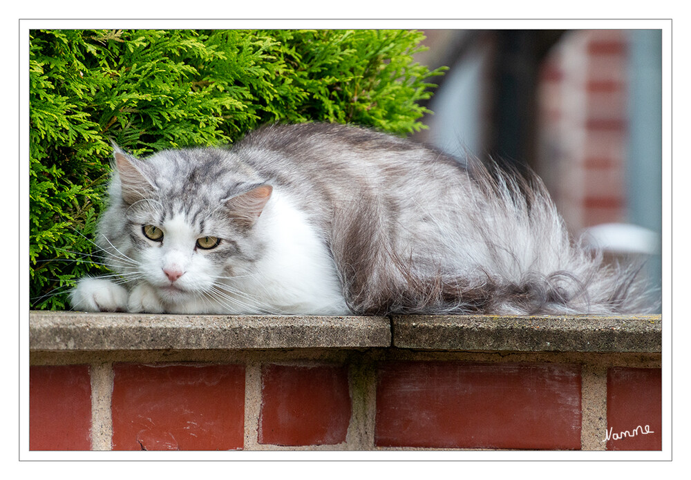 Auf der Mauer, auf der Lauer
liegt ne kleine Katze
Schlüsselwörter: Katze