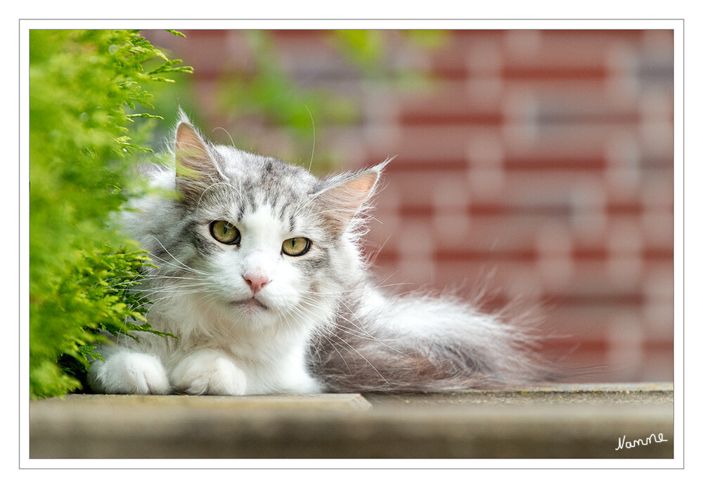 33 - Auf der Mauer, auf der Lauer
liegt ne kleine Katze.
2021
Schlüsselwörter: Katze