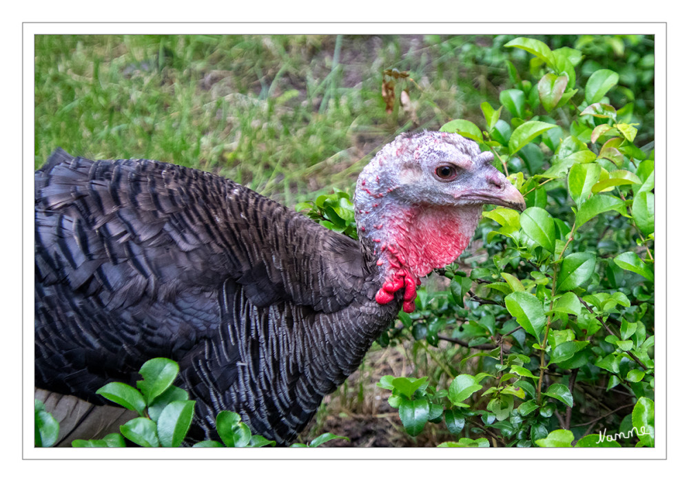 Junger Truthan
Meleagris gallopavo
Der Truthahn stammt ursprünglich aus Mexiko sowie aus Nord- und Mittelamerika. Dort lebten seine wilden Vorfahren schon lange, bevor sie von Menschen gehalten wurden. Später kam der Truthahn über Europa auch nach Deutschland. lt. bauernhofurlaub
Schlüsselwörter: 2026