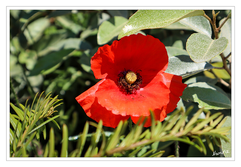 Versteckt
Schlüsselwörter: Klatschmohn