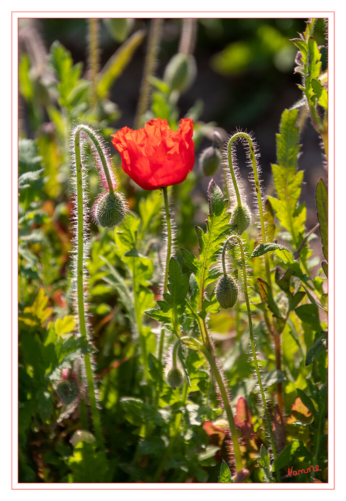 17 - Durchleuchtet
Klatschmohn im Gegenlicht
2022
