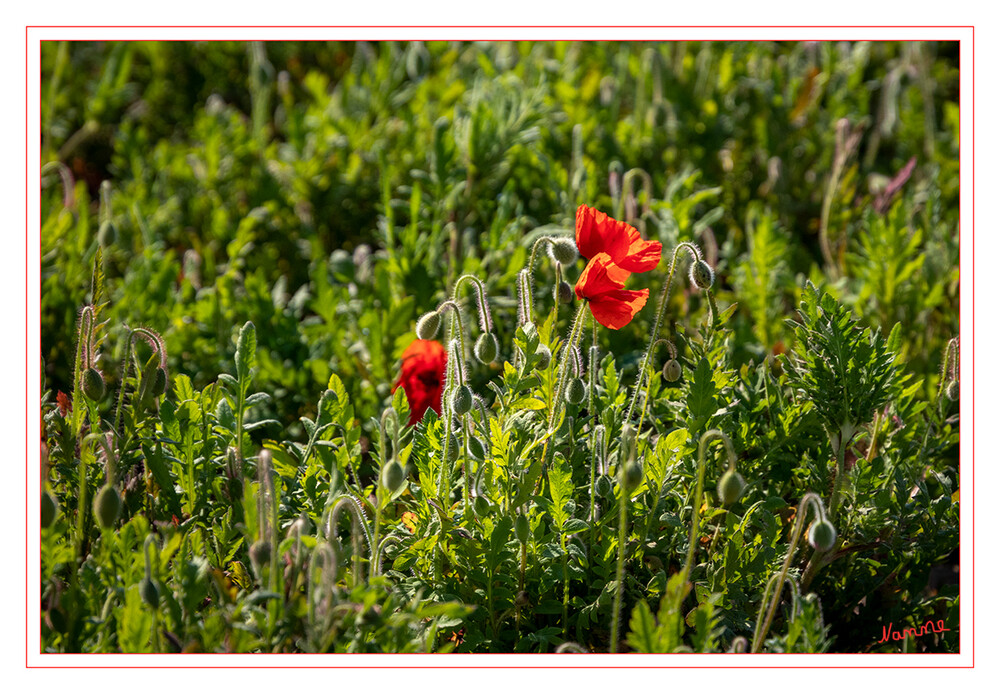 Klatschmohn
Wenn sich die zarten Blütenblätter des Klatschmohns aus der Knospenhülle entfalten, scheinen sie wie aus hauchdünnem, knittrigen Papier. Die einzelne Blüte hält nur zwei bis drei Tage, bevor sie verwelkt. Doch insgesamt bleiben die Klatschmohnbestände bis in den August und darüber hinaus und produzieren Tag für Tag neue rote Blüten. laut Nabu
