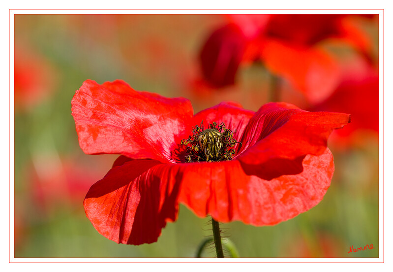 Klatschmohn 
Man findet den Klatschmohn verbreitet in Getreidefeldern, selten auch auf Schutt, an Wegen, im Bahnhofsgelände usw. Zur Begrünung von Ödflächen wird er auch angesät. Er ist ein Archäophyt („Altbürger“) und seit dem Neolithikum Kulturbegleiter. Durch Herbizideinsatz ist er in Getreidefeldern oft sehr zurückgegangen, tritt aber dafür oft in Mengen beispielsweise an ungespritzten, offenerdigen Straßenböschungen auf. laut Wikipedia
Schlüsselwörter: Klatschmohn