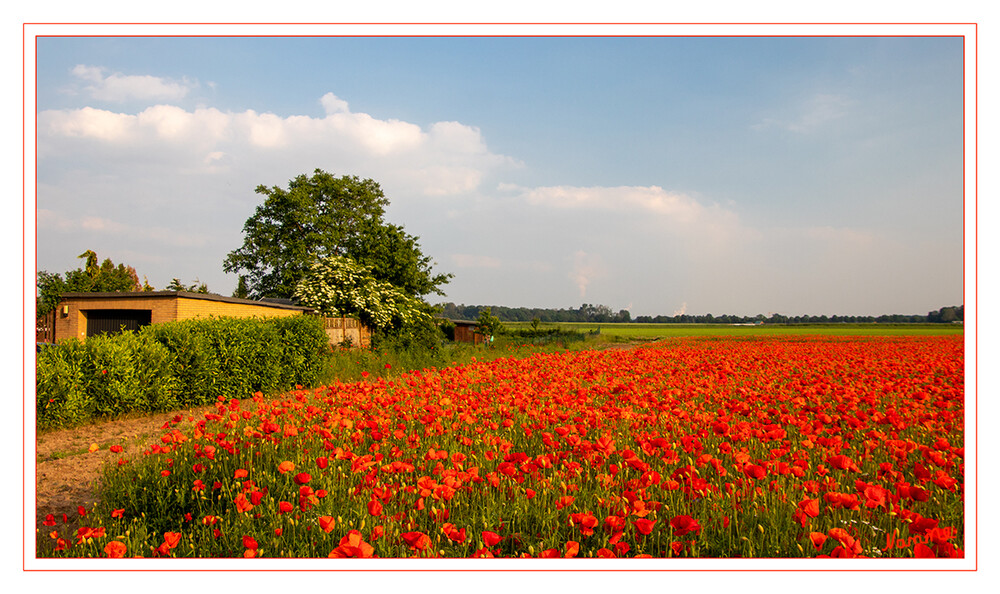 Klatschmohnfeld
Schlüsselwörter: roter Mohn