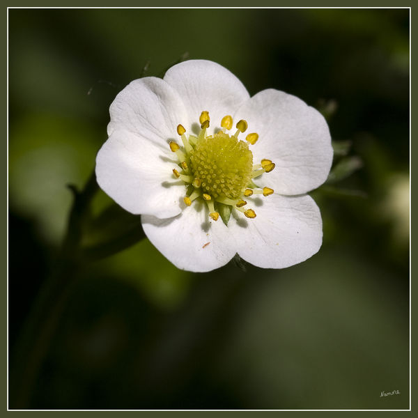 Erdbeerblüte
Erdbeeren tragen weiße, selten gelbliche Blüten, die nach dem Ende der Kälteperiode erscheinen. 
Schlüsselwörter: Erdbeeren