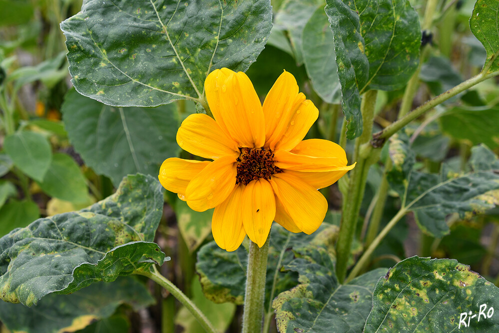 Kleine gelbe Blüte
Die Gattung der Sonnenblumen umfasst 67 Arten. Sie erreichen Wuchshöhen von meist 20 bis 300 (5 bis 500) Zentimetern. (wikipedia)

