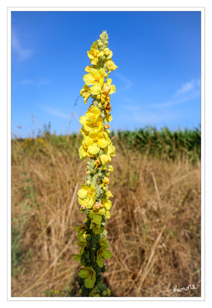 Königskerze am Wegesrand
Die Pflanzengattung Königskerzen (Verbascum) gehört zur Familie der Braunwurzgewächse (Scrophulariaceae). Die etwa 300 Arten umfassende Gattung kommt mit einem großen Verbreitungsgebiet in Eurasien vor. Viele der Arten werden als Heilpflanzen verwendet und auch Wollkraut genannt.
Schlüsselwörter: 2026