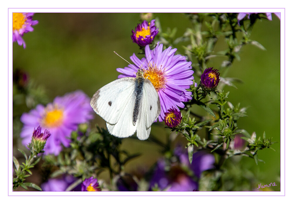 Kohlweißling
Vom Kohlweißling gibt es zwei unterschiedliche Arten: den Großen Kohlweißling (Pieris brassicae) und den Kleinen Kohlweißling (Pieris rapae, Foto oben). Beide sind Tagfalter aus der Familie der Weißlinge. Der Kleine Kohlweißling gehört zu den am häufigsten vorkommenden Tagfaltern in Mitteleuropa. laut mein-schoener-garten
