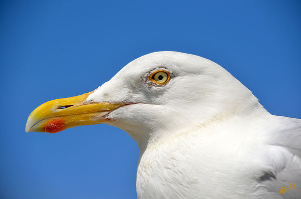 Portait
Kopf einer Silbermöve
Schlüsselwörter: Nordsee, Möwe