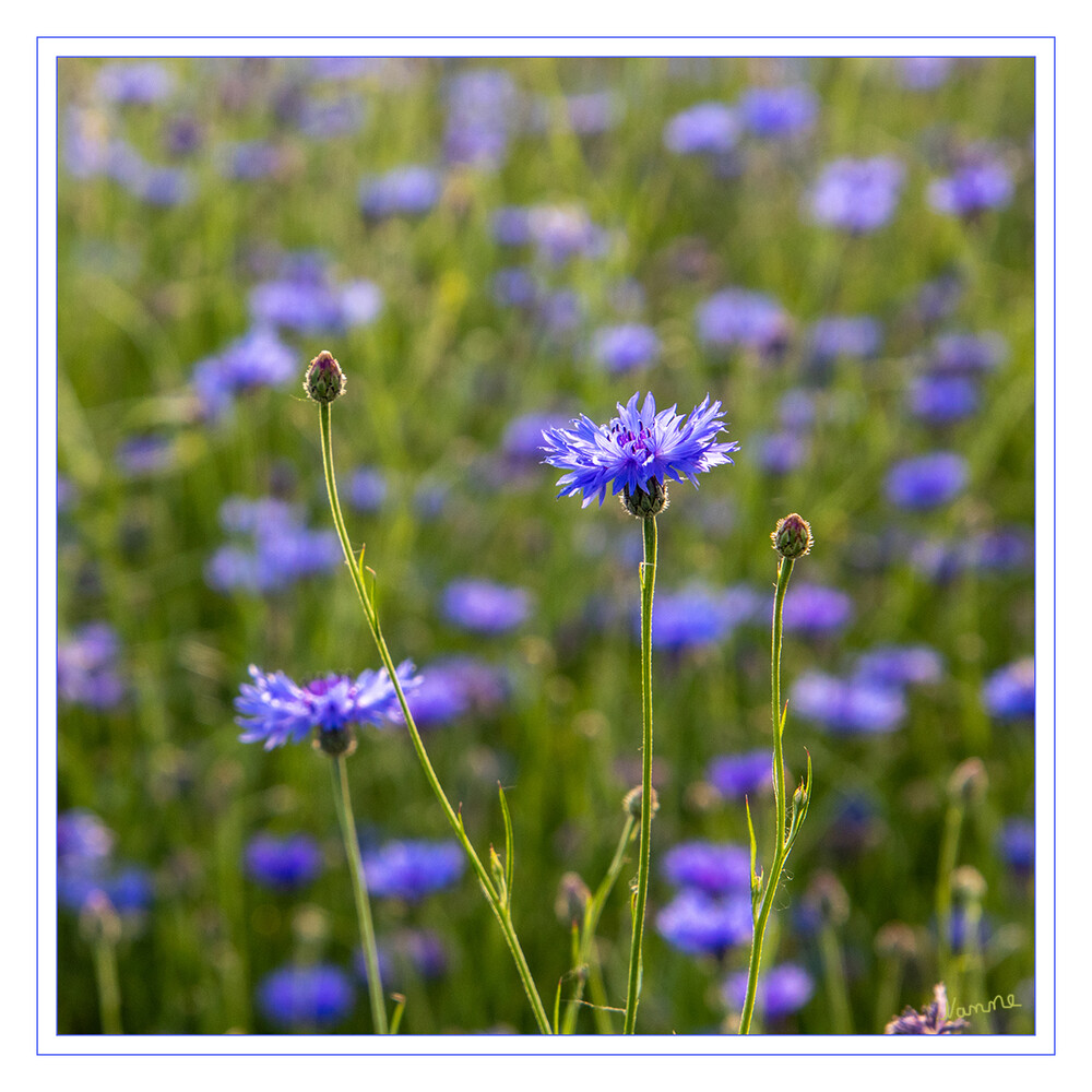 Kornblumenfeld
Schlüsselwörter: blau; Kornblume