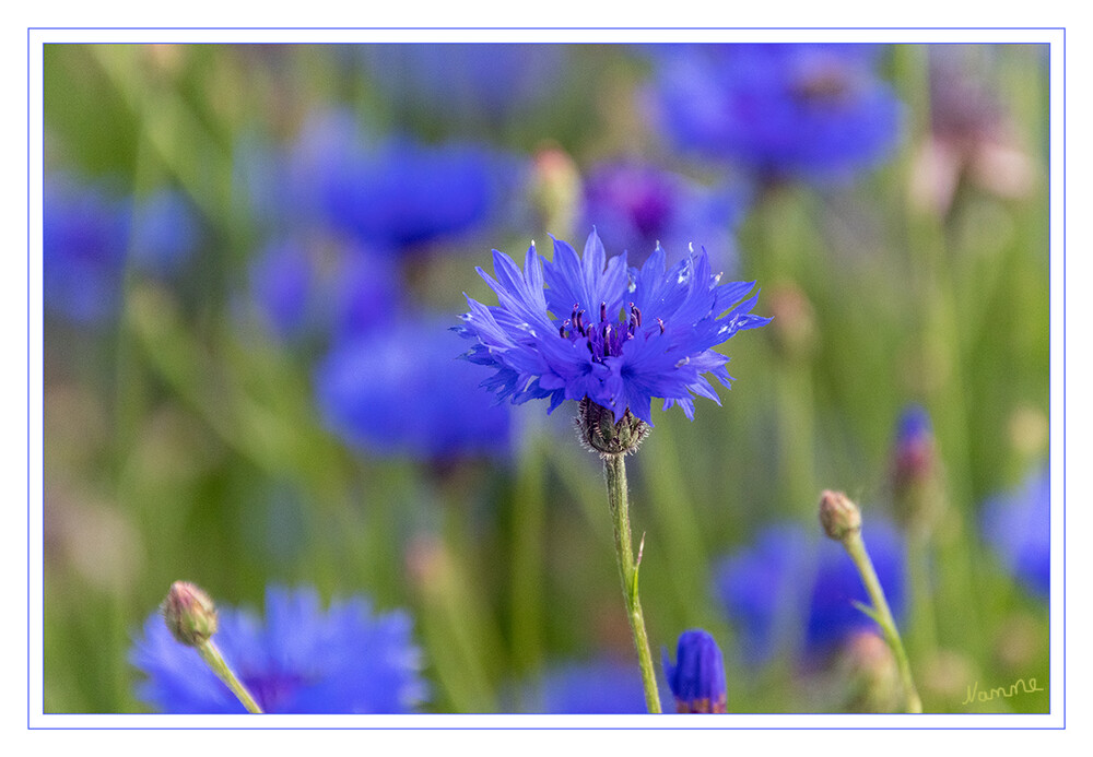 Kornblumenfeld
Schlüsselwörter: blau; Kornblume