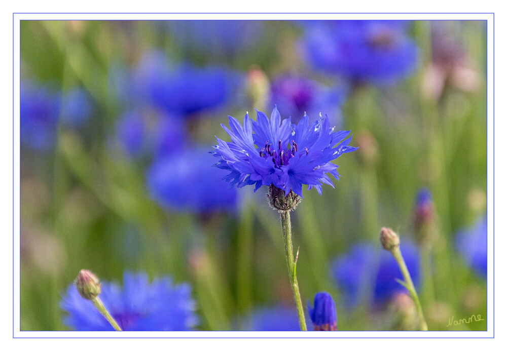 Kornblumenfeld
Schlüsselwörter: blau; Kornblume