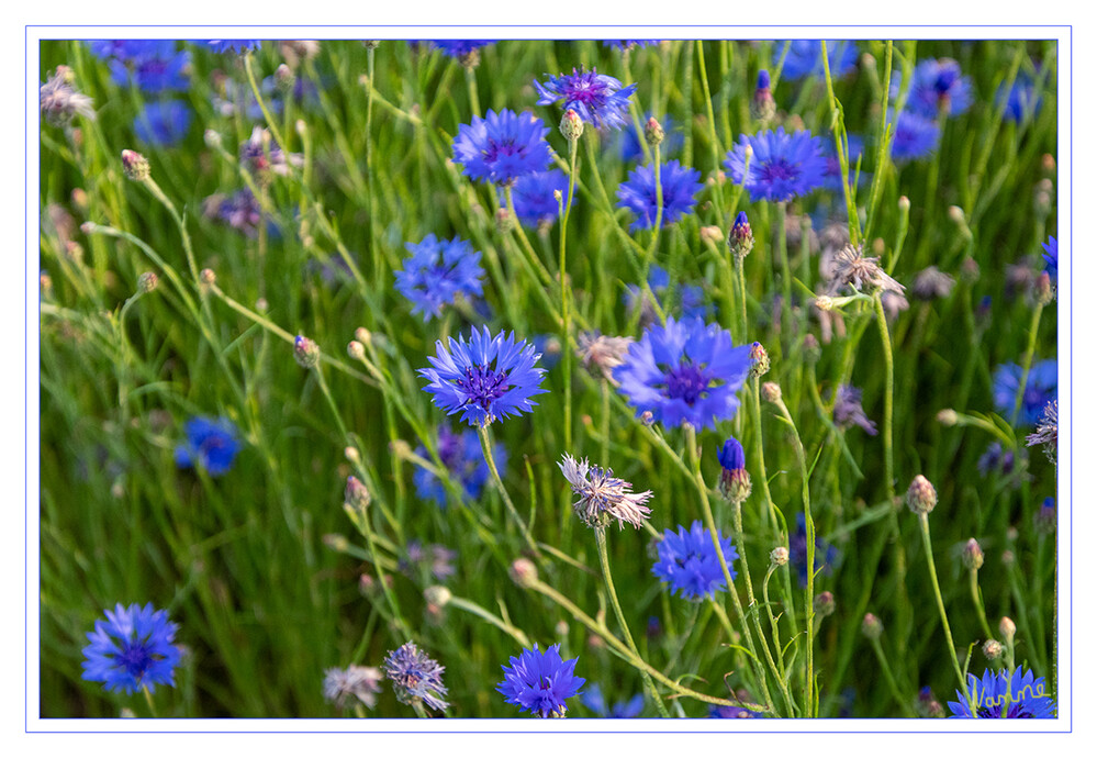 Kornblumen
Die Kornblume ist eine einjährige, krautige Pflanze, die Wuchshöhen von 20 bis 100 Zentimetern erreicht. Der aufrechte, einfache bis im oberen Bereich verzweigte Stängel ist locker filzig behaart. laut Wikipedia
Schlüsselwörter: blau; Kornblumen