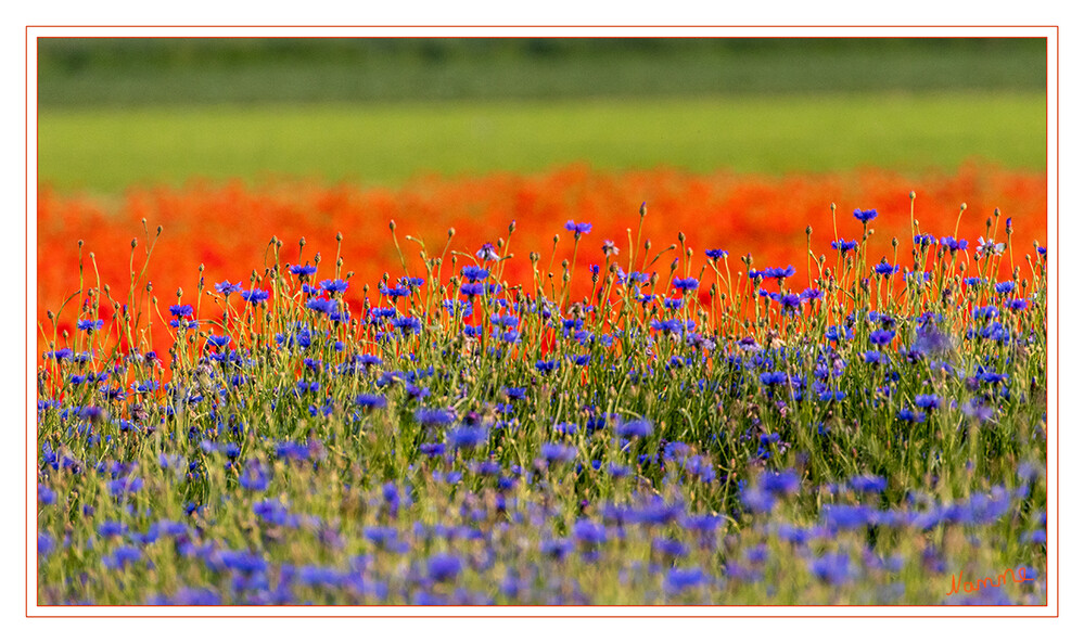Naturfarben
Das Kornblumenfeld in blau, danach ein Mohnblumenfeld in rot und die nachfolgenden Feldern in grün.
Schlüsselwörter: rot; blau; grün