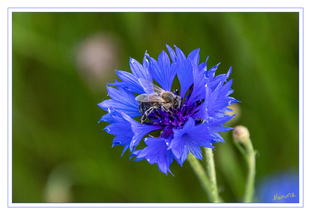 Gelandet
Die Honigbienen sind eine Gattung aus der Familie der Echten Bienen. Die Gattung umfasst je nach taxonomischer Auffassung sieben bis zwölf staatenbildende Arten, von denen die meisten nur in Asien heimisch sind. Wikipedia
Schlüsselwörter: blau; Kornblumen