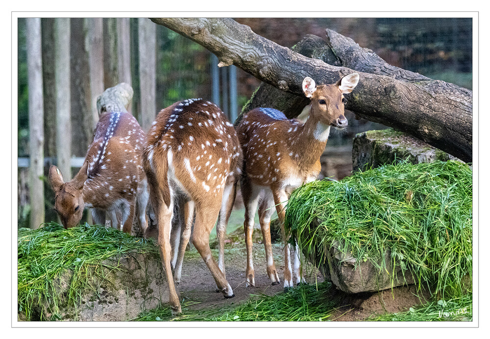 Zoo Krefeld
Die Axishirsche sind eine Gattung in Süd- und Südostasien lebender Hirsche. Axishirsche gehören zu den am lebhaftesten gezeichneten Hirschen weltweilt. Ihr Haarkleid weist ganzjährig weiße Flecken auf, die lebhaft mit dem leuchtend rotbraunen Haarkleid kontrastieren. laut Wikipedia
Schlüsselwörter: Zoo Krefeld,