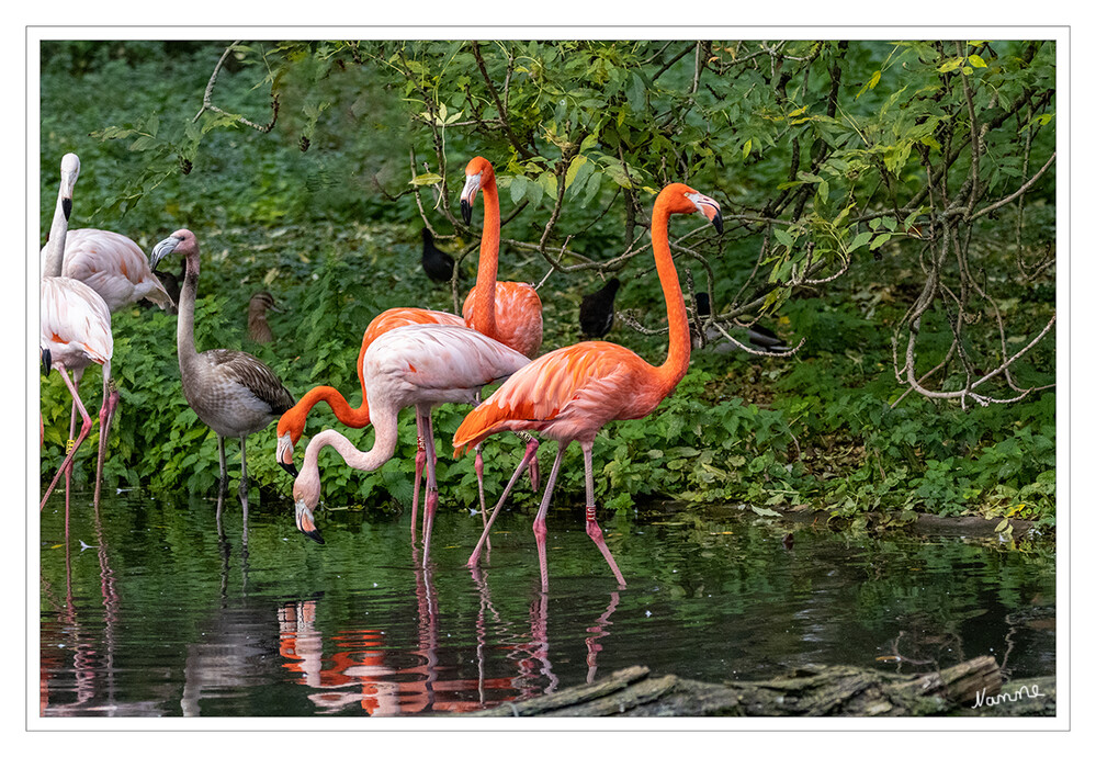 Zoo Krefeld
Gemeinsam sitzen aktuell 42 Kuba-Flamingo Alttiere und fünf Jungtiere von vergangenem Jahr auf und um die Insel im Teich an der ZooGastronomie und bilden einen orangeroten Blickfang.
Schlüsselwörter: Zoo Krefeld,