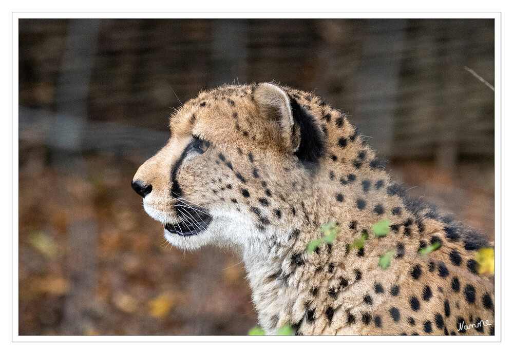 Zoo Krefeld
Die in ihrem Jagdverhalten hoch spezialisierten Geparde sind die schnellsten Landtiere der Welt. Damit verbunden gibt es in Gestalt und Körperbau deutliche Unterschiede zu anderen Katzenarten, weshalb dem Gepard traditionell eine Sonderstellung in der Verwandtschaft eingeräumt wurde. laut Wikipedia
Schlüsselwörter: Zoo Krefeld, Gepard