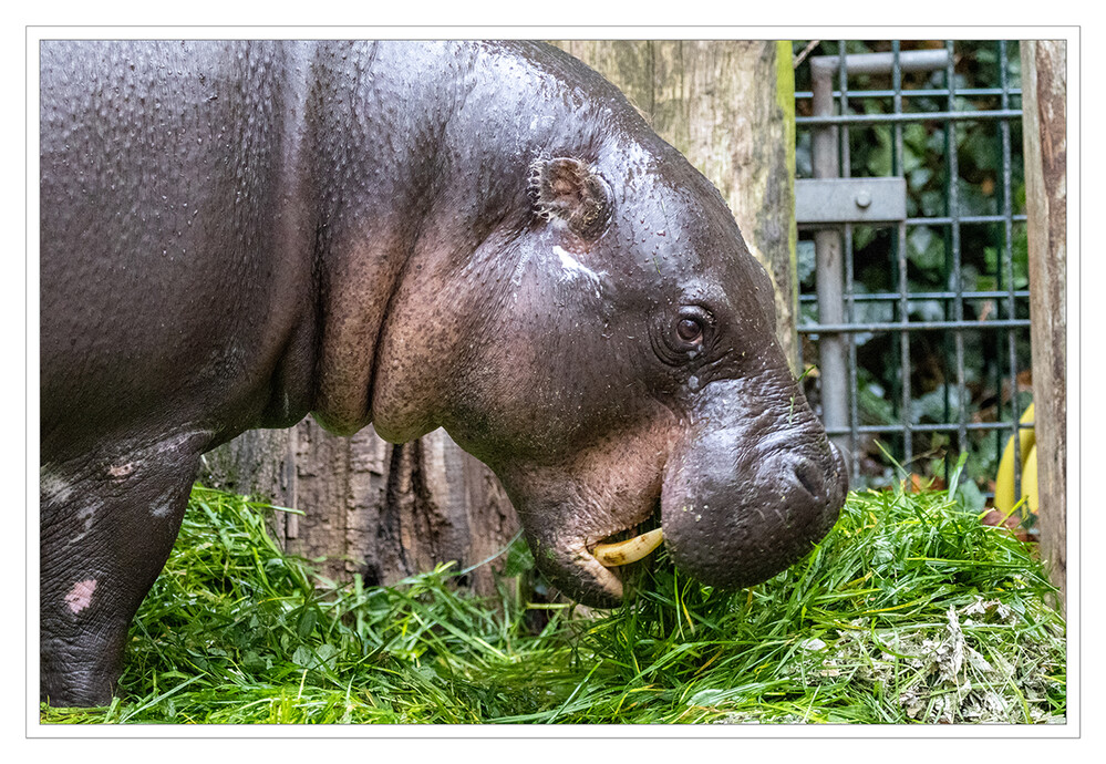 Zoo Krefeld
Das Zwergflusspferd ist ein Pflanzenfresser, zu dessen Nahrungsspektrum unter anderem Farne, Laubbäume und Sträucher sowie Gräser und Früchte zählen. Es lebt überwiegend einzelgängerisch und wird nur gelegentlich auch in Gruppen zu drei Tieren beobachtet. laut Wikipedia
Schlüsselwörter: Zoo Krefeld, Zwergpflusspferd