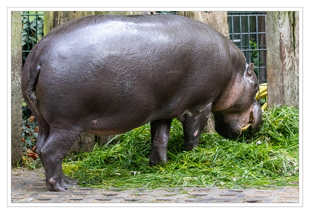 Zoo Krefeld
Das Zwergflusspferd (Choeropsis liberiensis oder Hexaprotodon liberiensis) ist eine der zwei heute noch vorkommenden Arten aus der Familie der Flusspferde. Das nachtaktive und seltene Zwergflusspferd ist in den Wäldern und Sümpfen des westlichen Afrika heimisch. Die Artbezeichnung liberiensis für „aus Liberia stammend“ spiegelt dies wider. laut Wikipedia
Schlüsselwörter: Zoo Krefeld, Zwergpflusspferd