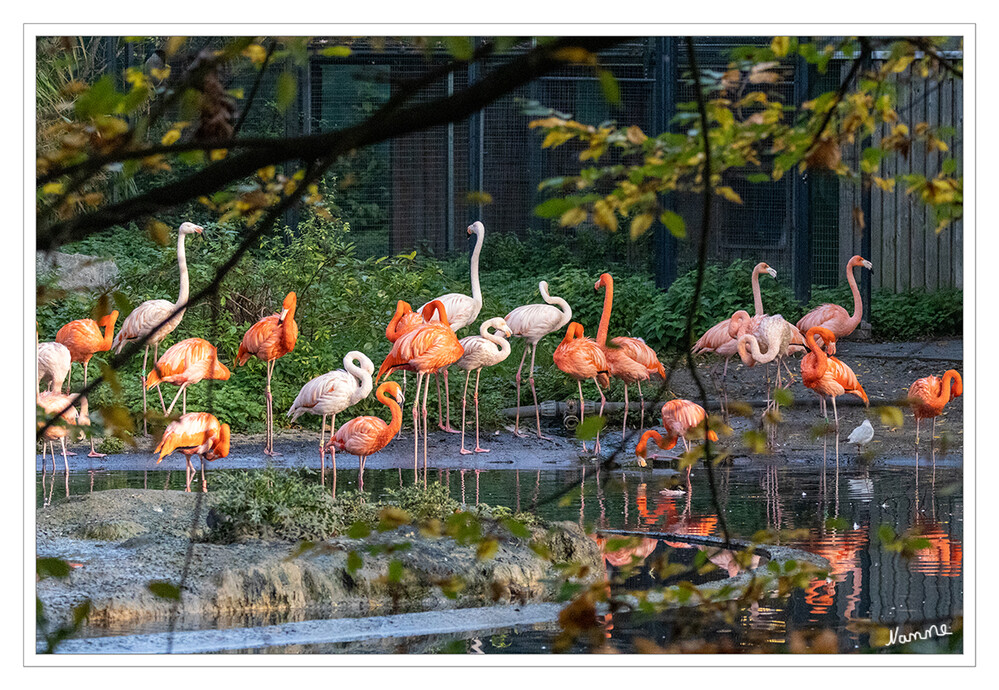 Zoo Krefeld
Der Kuba-Flamingo oder Roter Flamingo ist eine Art der Flamingos. Sein Lebensraum sind Lagunen und Salzseen in Mittel- und Südamerika. Wie alle Flamingos ist der Kubaflamingo seriell monogam, d. h., er geht mit jeder Fortpflanzungsperiode eine neue Paarbeziehung ein. laut Wikipedia
Schlüsselwörter: Zoo Krefeld,