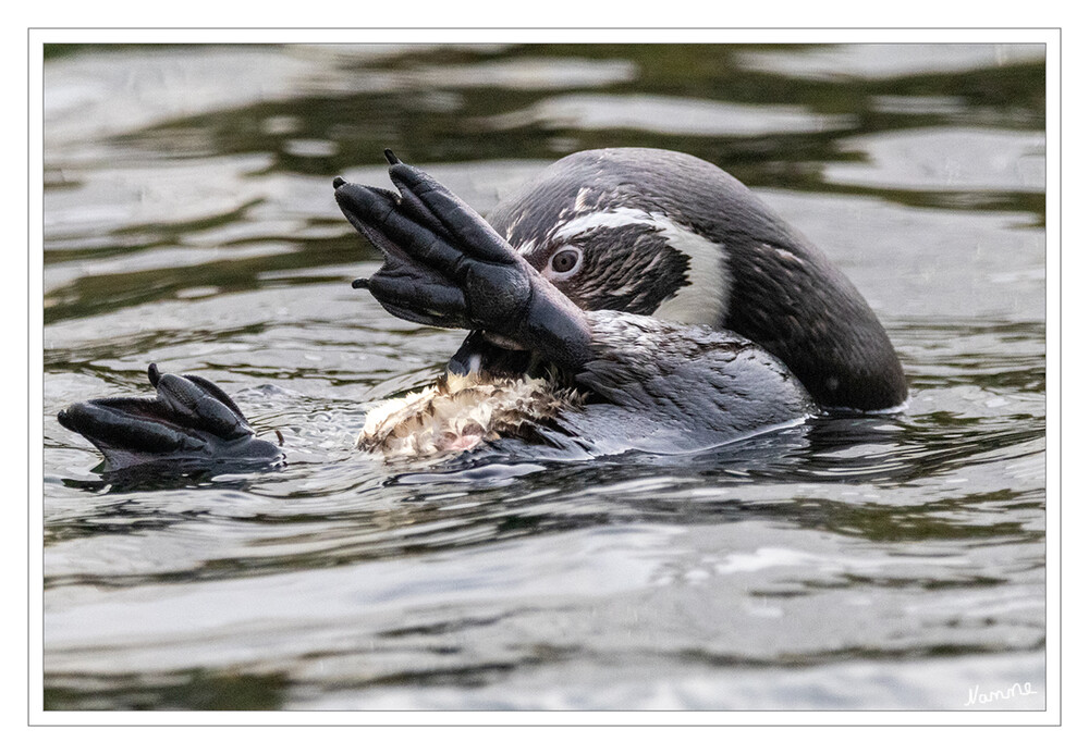 Zoo Krefeld
Die Pinguine sind eine Gruppe flugunfähiger Seevögel der Südhalbkugel und bilden die einzige Familie in der Ordnung Sphenisciformes. laut Wikipedia
Schlüsselwörter: Zoo Krefeld, Pinguin