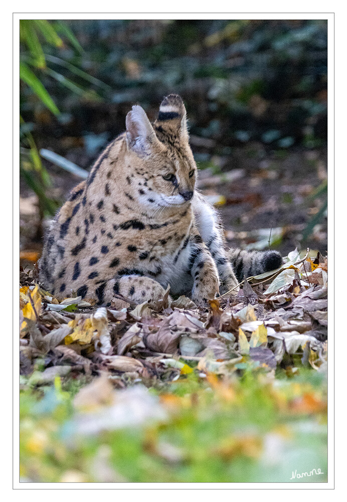 Zoo Krefeld
Der Serval ist eine mittelgroße Art der Katzen, die meist auf ockergelbem Grund schwarz gefleckt ist. Die sehr schlanke und hohe Art zeichnet sich durch sehr lange Beine und einen kleinen Kopf mit großen Ohren aus. laut Wikipedia
Schlüsselwörter: Zoo Krefeld, Serval