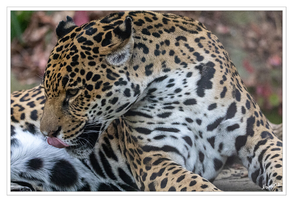 Zoo Krefeld
Der alte indianische Begriff yaguar hat in etwa die Bedeutung „der Räuber, der seine Beute mit einem einzigen Sprung erlegt“ laut Wikipadia
Schlüsselwörter: Zoo Krefeld, Jaguar