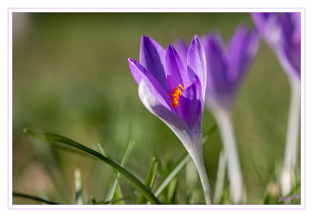 Krokus
Im späten Winter und zeitigen Frühjahr setzen die kleinen Krokusse erste kräftige Farbtupfer in Parks und Gärten. Krokusse mögen durchlässigen, also keinesfalls staunassen, aber auch nicht zu leichten Boden. Im Frühjahr sollte der Standort eher feucht sein, zur Ruhezeit eher trocken. laut Nabu
