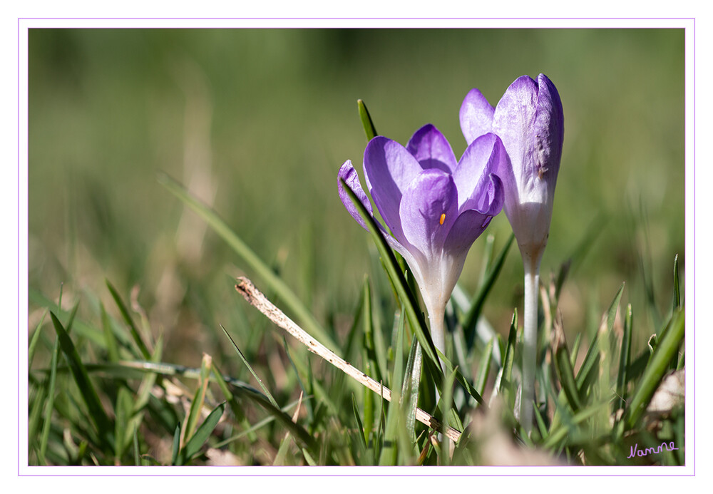 Krokus
Krokusse werden schon so lange und intensiv gärtnerisch bearbeitet, dass selbst Spezialisten kaum mehr einen vollständigen Überblick haben. In Gärten und Parks am stärksten verbreitet sind Sorten des Frühlings-Krokus (Crocus vernus) sowie großblütige Zuchthybriden vor allem aus dem Gold-Krokus Crocus chrysanthus, Balkan-Krokus Crocus flavus und dem ursprünglich recht zierlichen Elfen- oder Bauern-Krokus Crocus tommasinianus. laut Nabu
