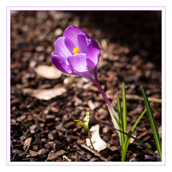 Frühlingszauber
Krokus im Gegenlicht
Schlüsselwörter: Krokus