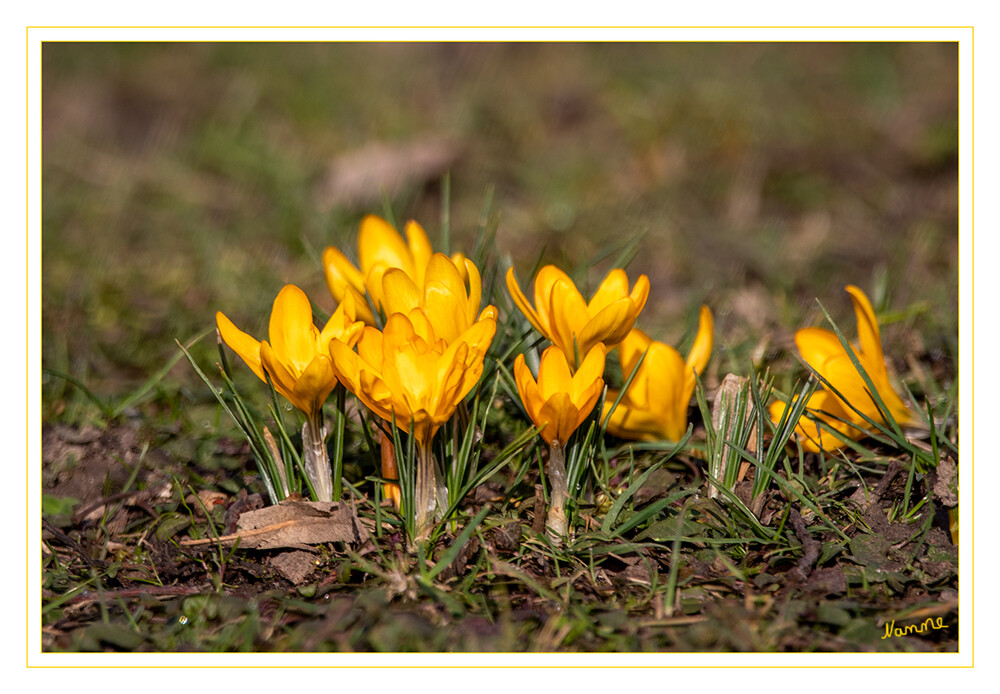 Gelber Krokus
Das Verbreitungsgebiet der Crocus-Arten erstreckt sich von Südwest-, Mittel- und Südeuropa, Nordafrika, Südosteuropa, Kleinasien und weiter über Mittelasien bis nach Westchina. laut Wikipedia
Schlüsselwörter: Krokus