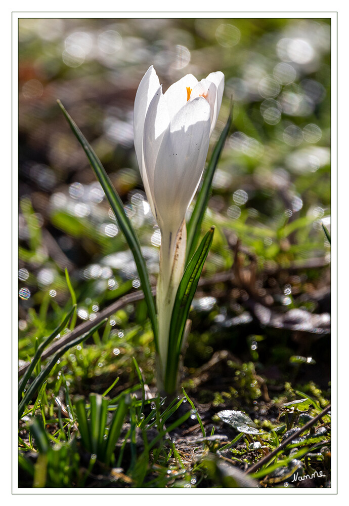 Weißer Krokus
Die Krokusse sind eine Pflanzengattung der Schwertliliengewächse. laut Wikipedia
Schlüsselwörter: Krokus