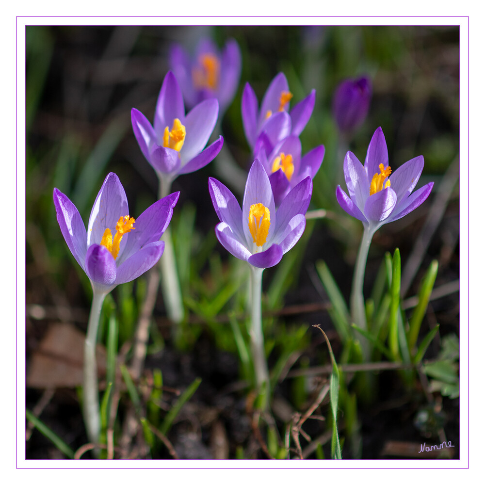 Krokusse
 (Crocus; Singular im Allgemeinen „der Krokus“, in der Schweiz auch „das Krokus“; Mehrzahl Krokusse) sind eine Pflanzengattung der Schwertliliengewächse (Iridaceae). Als Frühblüher sind sie in den Parks und Gärten der gemäßigten Breiten auf der ganzen Welt anzutreffen. laut Wikipedia
